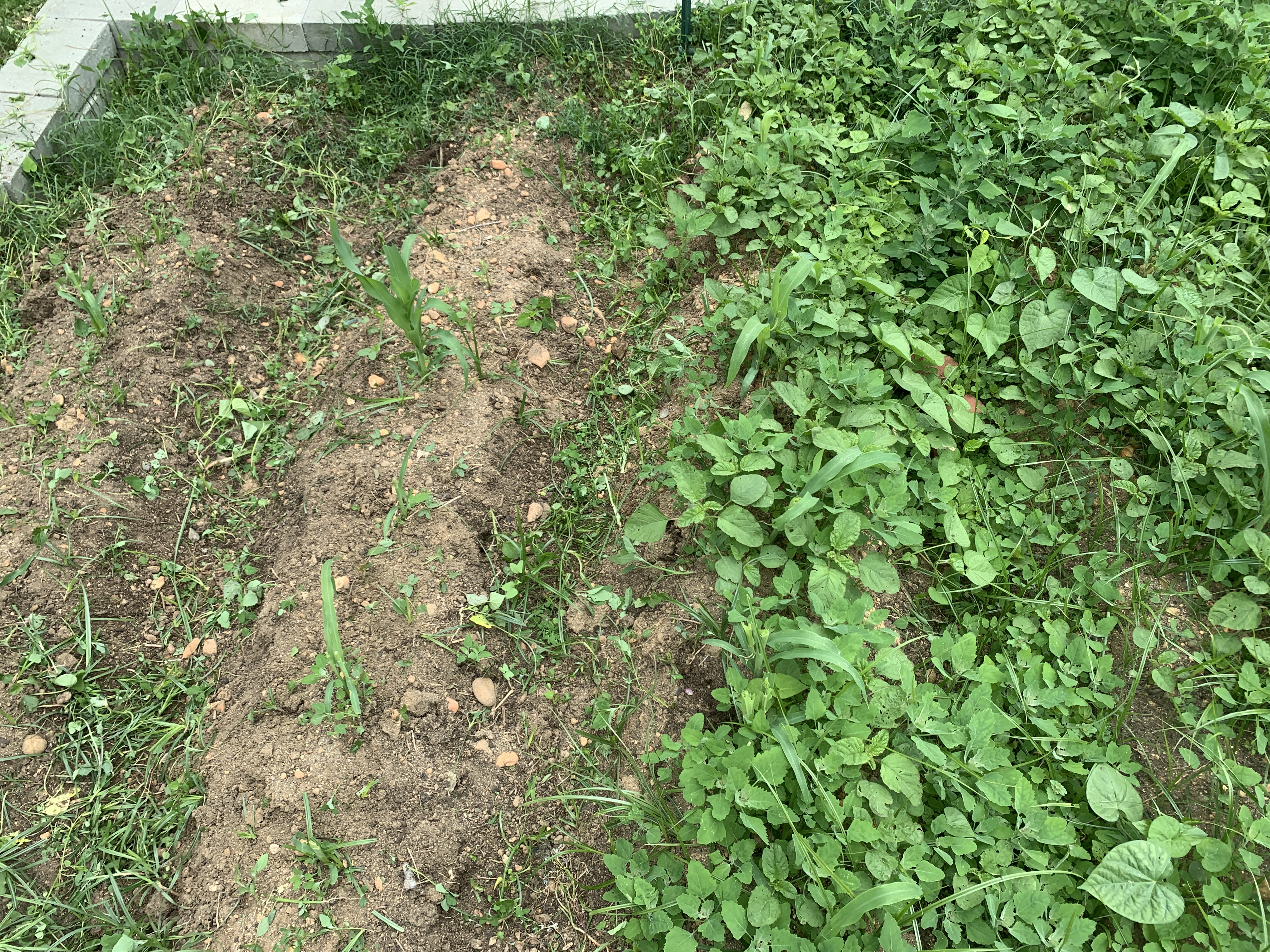 Garden Update